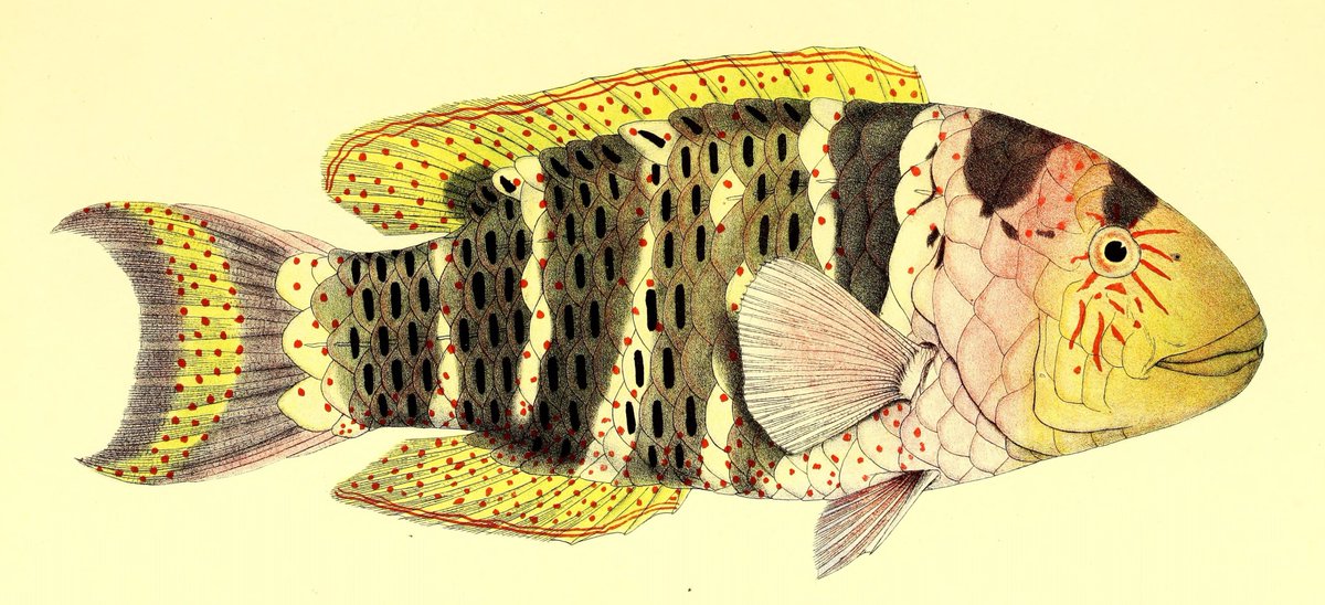 It's  @Aus_ScienceWeek and the theme this year is 'deep blue', so I'm going to post some beautiful rare book illustrations featuring creatures from our oceans This colourful fish is from Andrew Garrett's 'Fische der Südsee' (1873-1910) from  @museumsvictoria library