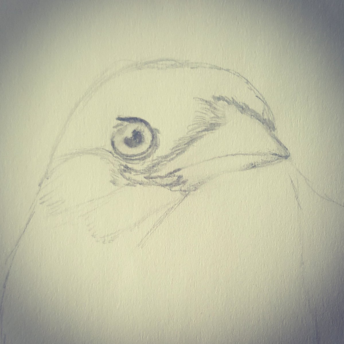 LNLaurus's tweet image. Spent the 10 free minutes I had to try my hand at a quick #Sketch of a young #Magpie. Not bad for being out of practice for a while. It looks like a #Bird, so I am going to count this as a successful attempt. #Practice