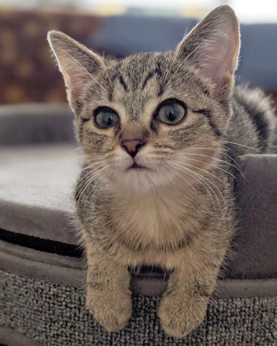 PAWSChicago's tweet image. HELP: Pele, a recent #PAWSChicagoAlumni, stopping by to ask for help on behalf of fellow Chicago pets!

Our Pet Food Pantry is running low on some much-needed supplies, like cat food. If you’re able and willing, please donate to our Amazon Wish List at amzn.to/2vYCNFM