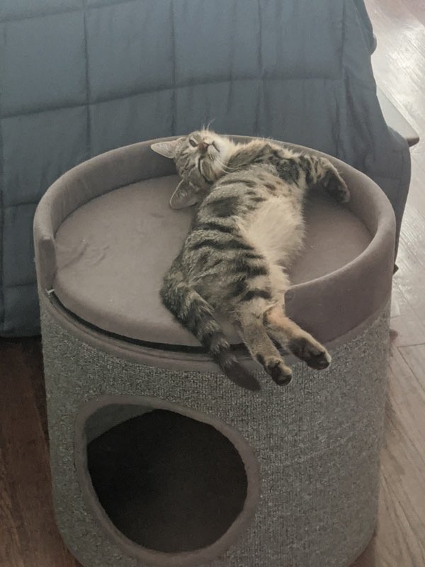 PAWSChicago's tweet image. HELP: Pele, a recent #PAWSChicagoAlumni, stopping by to ask for help on behalf of fellow Chicago pets!

Our Pet Food Pantry is running low on some much-needed supplies, like cat food. If you’re able and willing, please donate to our Amazon Wish List at amzn.to/2vYCNFM