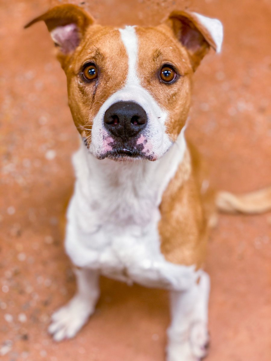 fwacc petsmart alliance adoption center