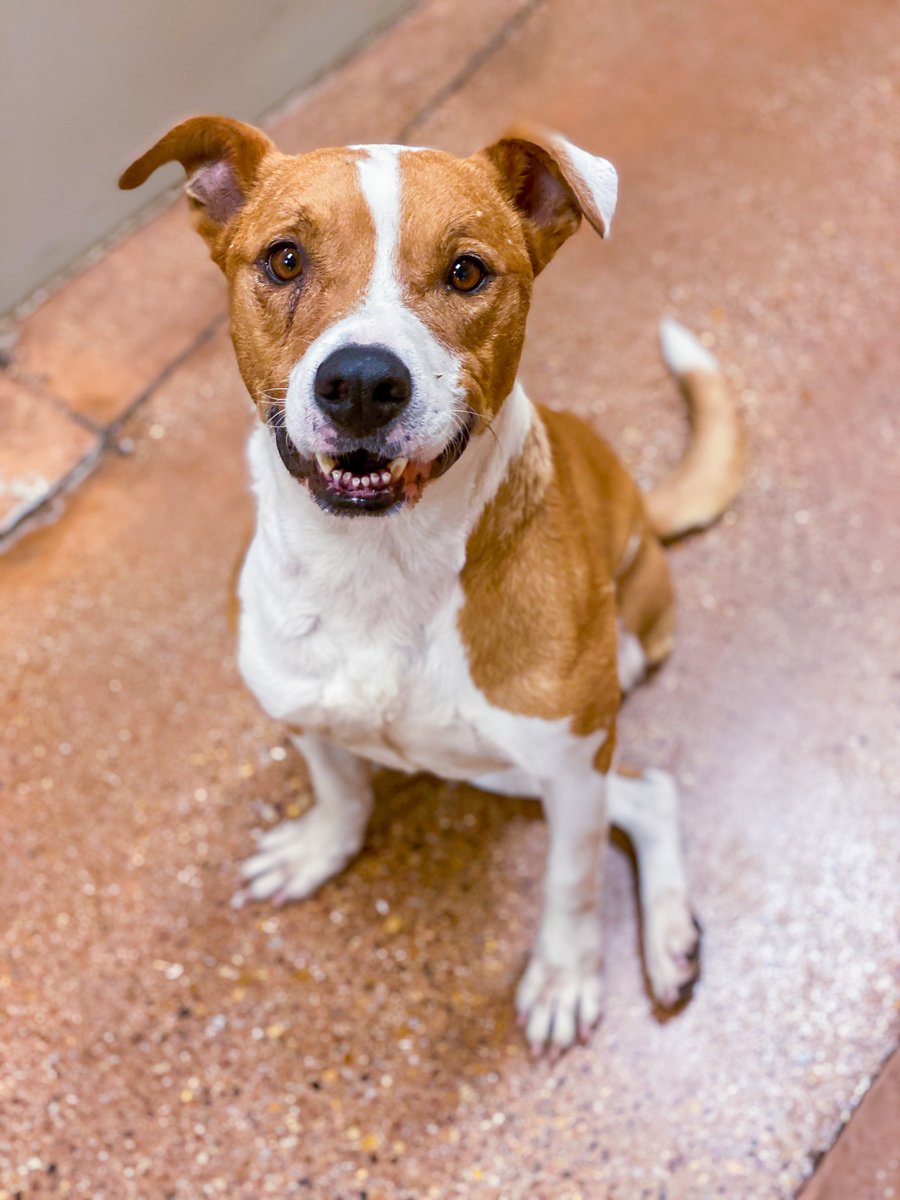 fwacc petsmart alliance adoption center