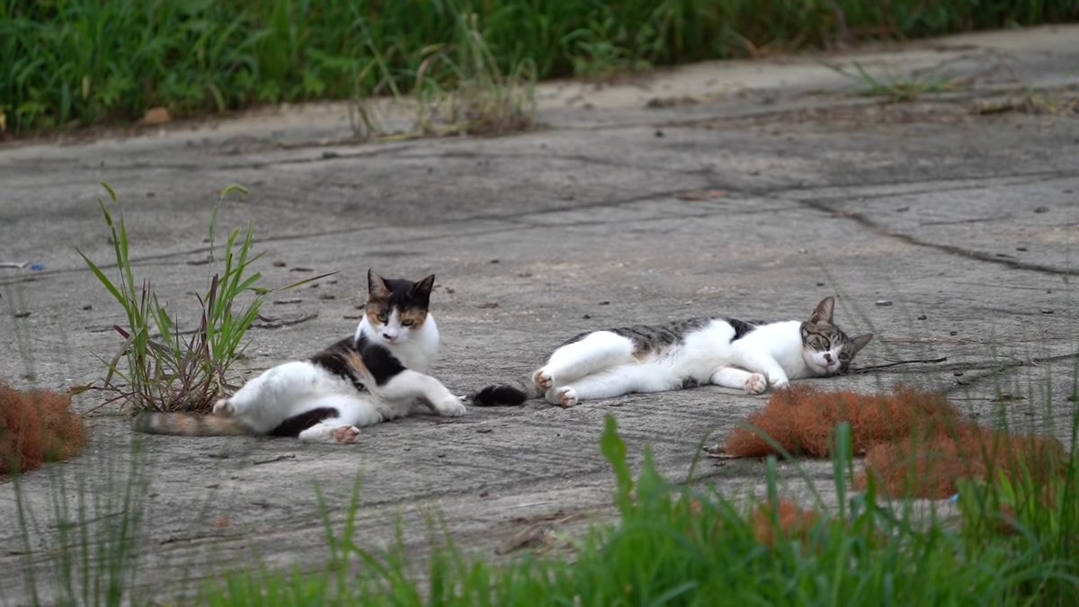 삼색이와 하품하는 도도
영상 링크 : youtu.be/dBTNVmzfxMU
(영상 더보기 란에 2차 사진 공유 링크가 있습니다!!)