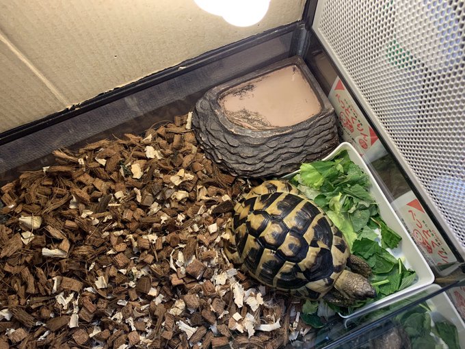 初心者向け リクガメの飼い方や必需品7点 生態など徹底解説