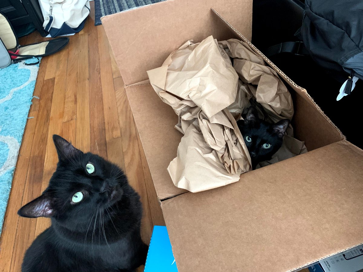 redbankpulse's tweet photo. If you have a #blackcat, today's their day because it's National #BlackCatAppreciationDay! Here are some of our some of our favorites! 🐾😻😻
#RedBank #RedBankNJ #supportRedBank #NJ #NationalBlackCatAppreciationDay #blackcat #blackcats #cat #cats https://t.co/PQDLz1oxyJ