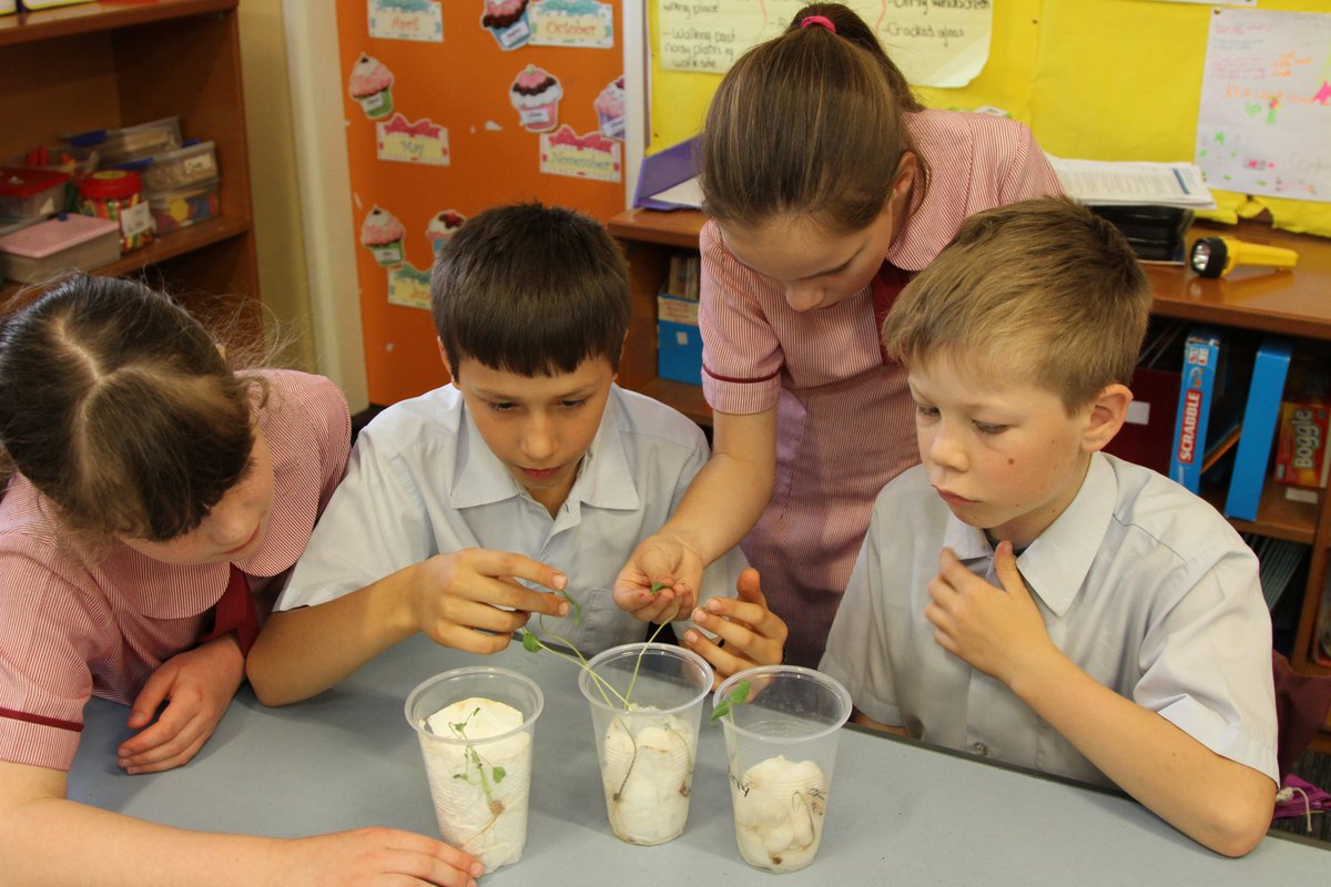 Did you know that in Years 3 and 4, students develop their understanding about how science relates to their lives, such as realising living things form parts of ecosystems. Find out more: bit.ly/3aHekrn #AusCurric #scienceweek