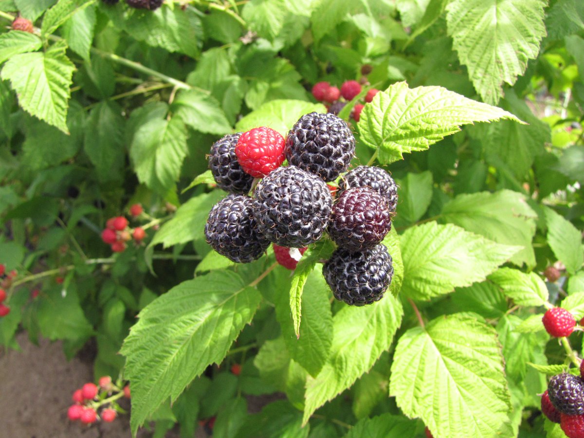 Do you love Black Raspberries? 

Tiny, sweet, and with an abundance of seeds, they are an important berry crop in the PNW. These dark pigment berries have some of the highest antioxidant properties and are the subject of numerous health benefit studies. 

📸 by <a href="/berriesGood4U/">Bernadine Strik</a>