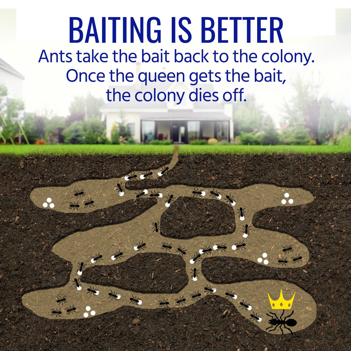 Baiting is the best way to kill the ants you see, and the ones you don't. Shop our bait selection: bit.ly/35noKtf