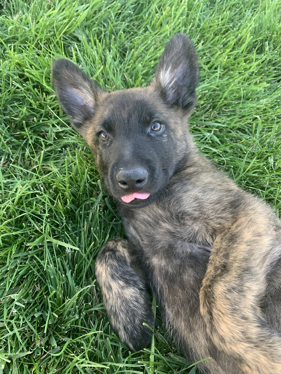 dusty_ahrens's tweet photo. New puppy at harvest time? Why not. Meet Mad Max, our Dutch shepherd. ( can neither confirm nor deny dad allowing 5 year old son to watch fury road prior to giving awaynaming rights) https://t.co/VcIP16yCUM
