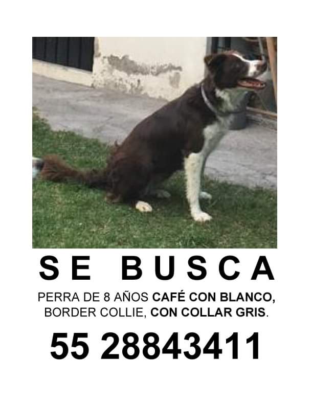 Ayuden a que regrese a casa🙏🏻