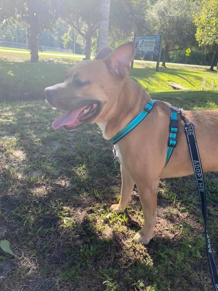 HSGSav's tweet image. #takemehometuesday Henley! 🐾💕

One year old terrier mix looking for his forever home!
Come meet Henley Tuesday - Thursday from 1-6 at our adoption center!