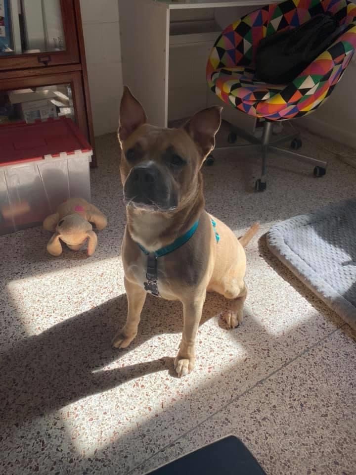 HSGSav's tweet image. #takemehometuesday Henley! 🐾💕

One year old terrier mix looking for his forever home!
Come meet Henley Tuesday - Thursday from 1-6 at our adoption center!