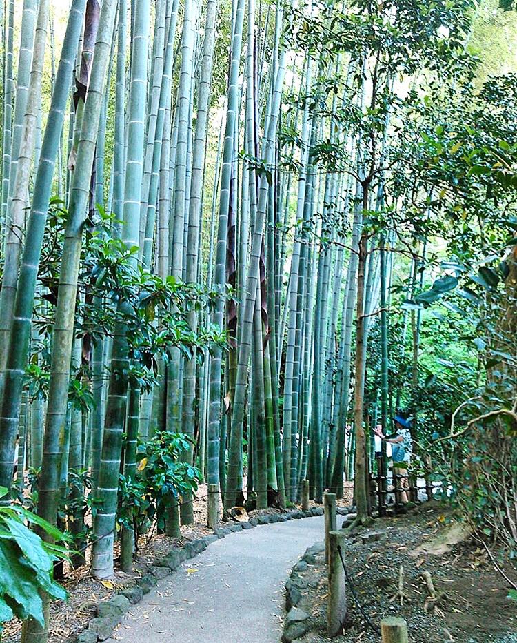 Round Kamakura 本日11時00分 19時00分まで営業いたします 報国寺へはバスで10分ほどで行けます 報国寺 報国寺の竹林 鎌倉しらす丼 鎌倉生シラス 鎌倉 鎌倉しらす 鎌倉観光 鎌倉グルメ 小町通り 鎌倉ランチ 鎌倉海鮮丼 鶴岡八幡宮 銭洗い弁天 Round Kamakura 本日11時00分 19時00分まで営業いたします 報国寺へはバスで10分ほどで行けます 報国寺 報国寺の竹林 鎌倉しらす丼 鎌倉生シラス 鎌倉 鎌倉しらす 鎌倉観光 鎌倉グルメ 小町通り 鎌倉ランチ 鎌倉海鮮丼 鶴岡八幡宮 銭洗い弁天