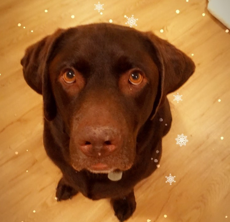 NickHotManYes's tweet photo. @rubyrealms Meet my best friend Chief https://t.co/TugHvBMJDP