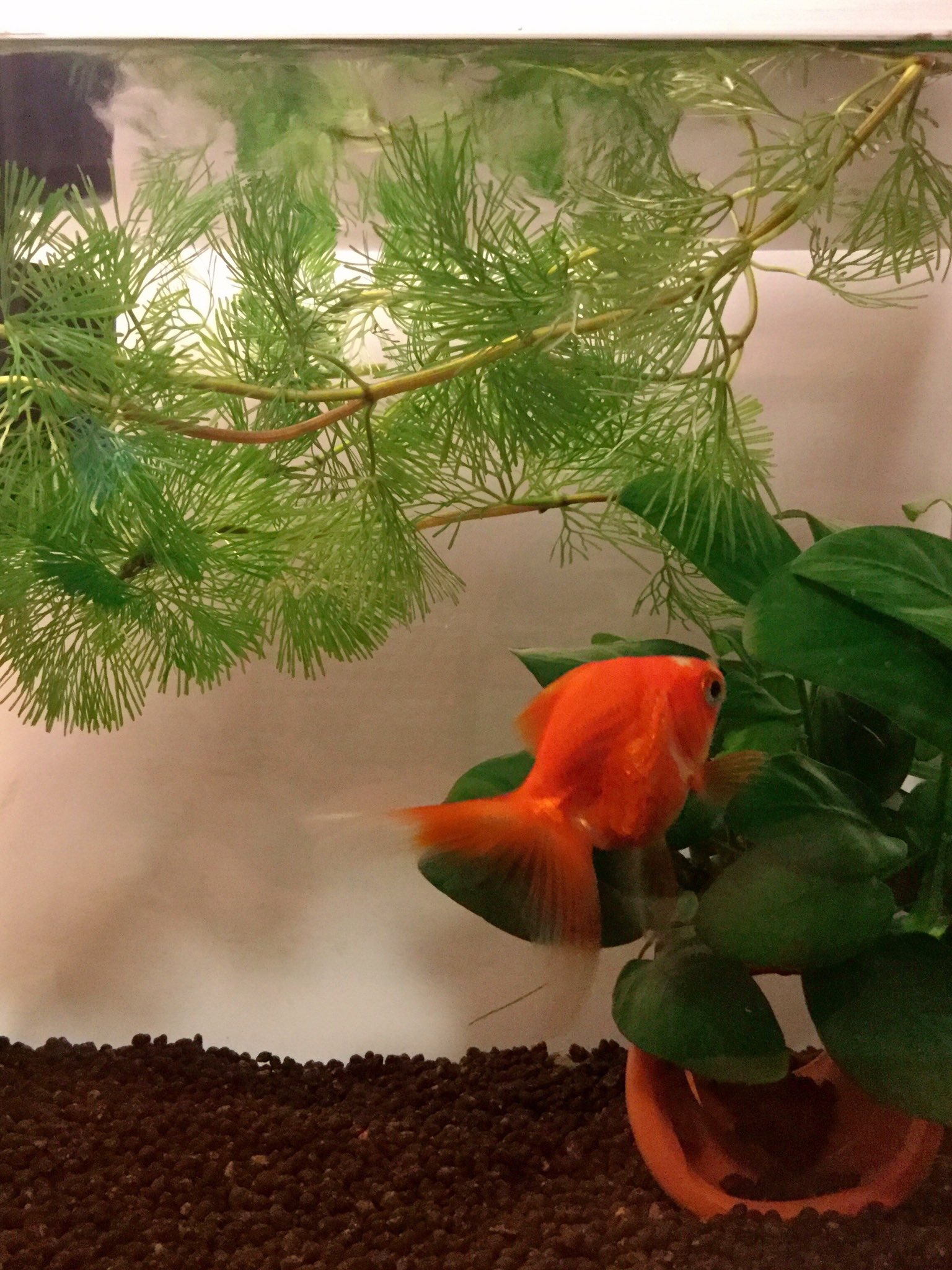 カジカ アナカリスが溶けがちなのでカボンバ買ってきた ザ 金魚の水草 という趣 余ったので花瓶にソイル入れて植えてみた 根が出るといいな あと水温計 うむむ 29 か T Co Pd6qrrw03n Twitter