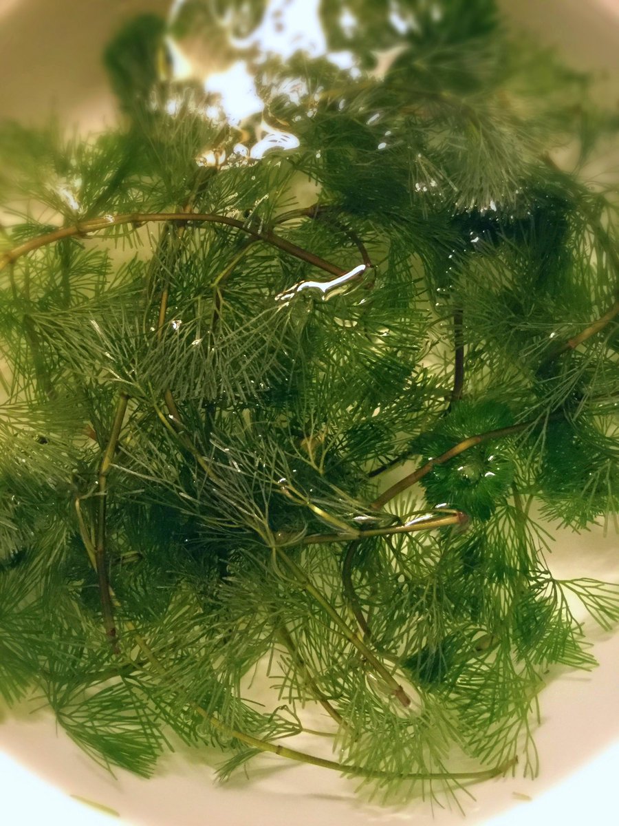 カジカ アナカリスが溶けがちなのでカボンバ買ってきた ザ 金魚の水草 という趣 余ったので花瓶にソイル入れて植えてみた 根が出るといいな あと水温計 うむむ 29 か