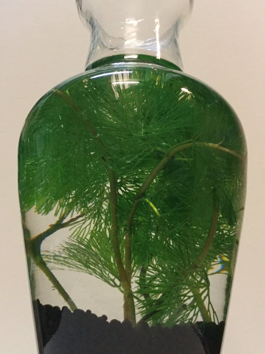 カジカ アナカリスが溶けがちなのでカボンバ買ってきた ザ 金魚の水草 という趣 余ったので花瓶にソイル入れて植えてみた 根が出るといいな あと水温計 うむむ 29 か