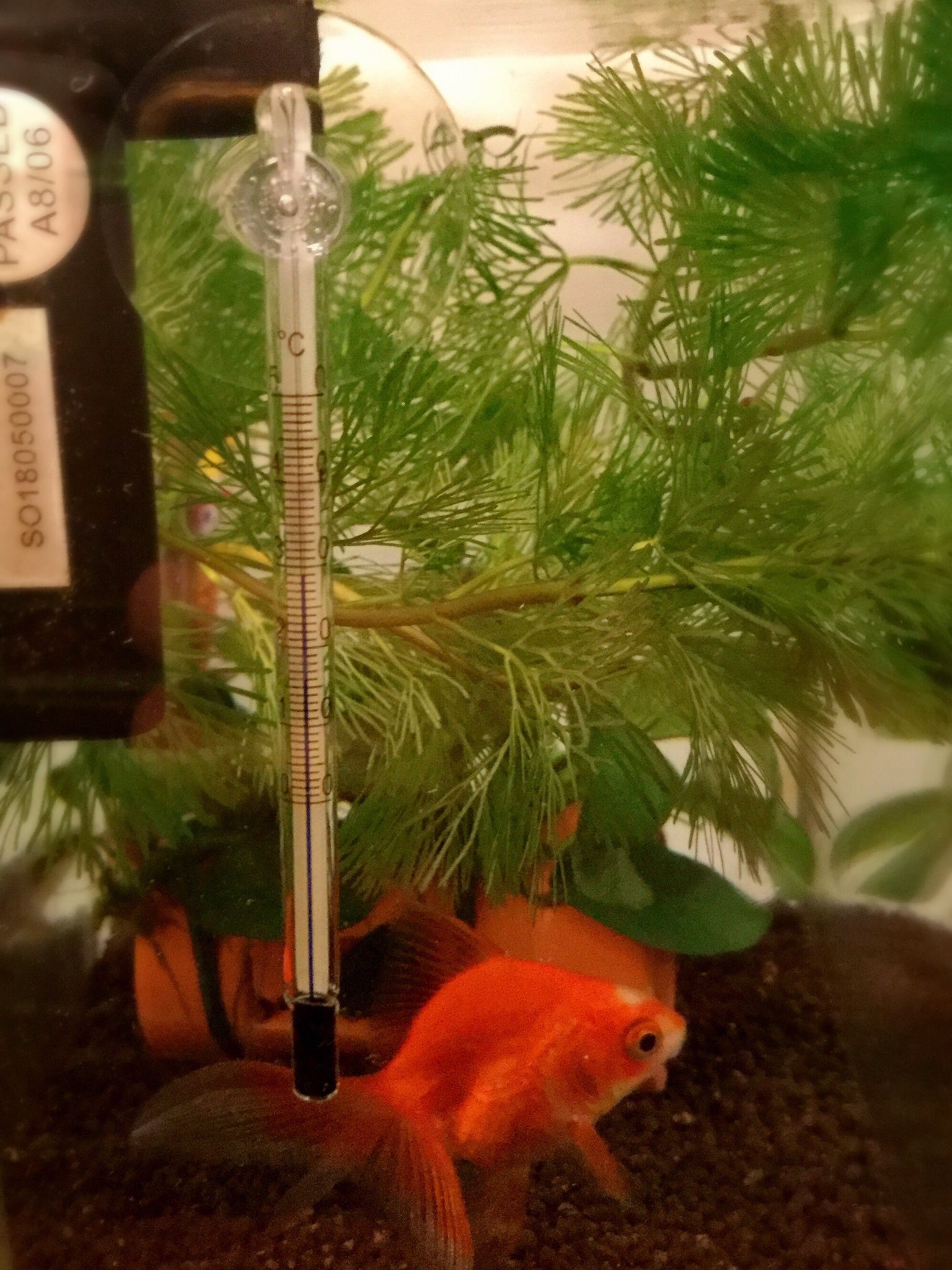 カジカ アナカリスが溶けがちなのでカボンバ買ってきた ザ 金魚の水草 という趣 余ったので花瓶にソイル入れて植えてみた 根が出るといいな あと水温計 うむむ 29 か T Co Pd6qrrw03n Twitter