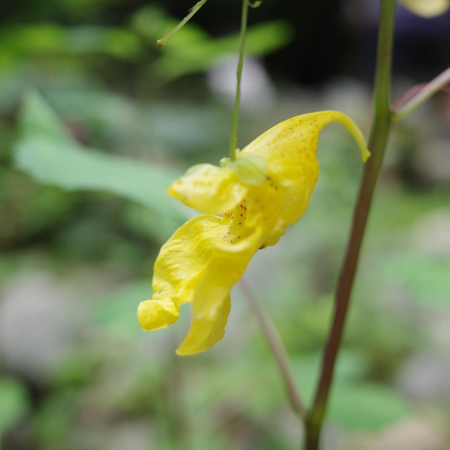 栗原 志津香 野遊び大好きな寄せ植え屋です キツリフネとツリフネソウ キツリフネの花言葉 は 私に触らないで 期待 安楽 じれったい ツリフネソウも似たような花言葉 私に触らないでって 花言葉色々あるわ 武尊山 山庭 野遊び ツリフネソウ