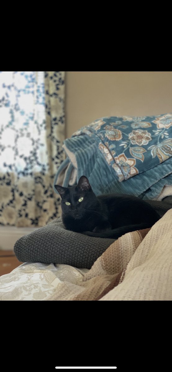 madelinet__'s tweet photo. #NationalBlackCatAppreciationDay 🖤🖤🖤 https://t.co/htdpPuRTmi
