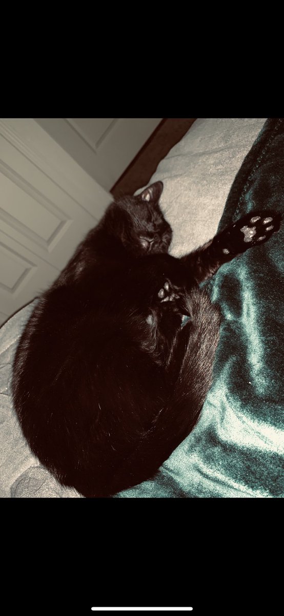 madelinet__'s tweet photo. #NationalBlackCatAppreciationDay 🖤🖤🖤 https://t.co/htdpPuRTmi