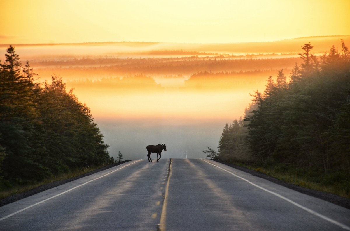 Sometimes you're just at the right place at the right time 🤗
#capebreton #sharecangeo #naturephotography #naturesbestphotography #visitnovascotia #canada_photolovers #moose #sunrise #parkscanada #explorecanada #imagesofcanada #visitcapebreton