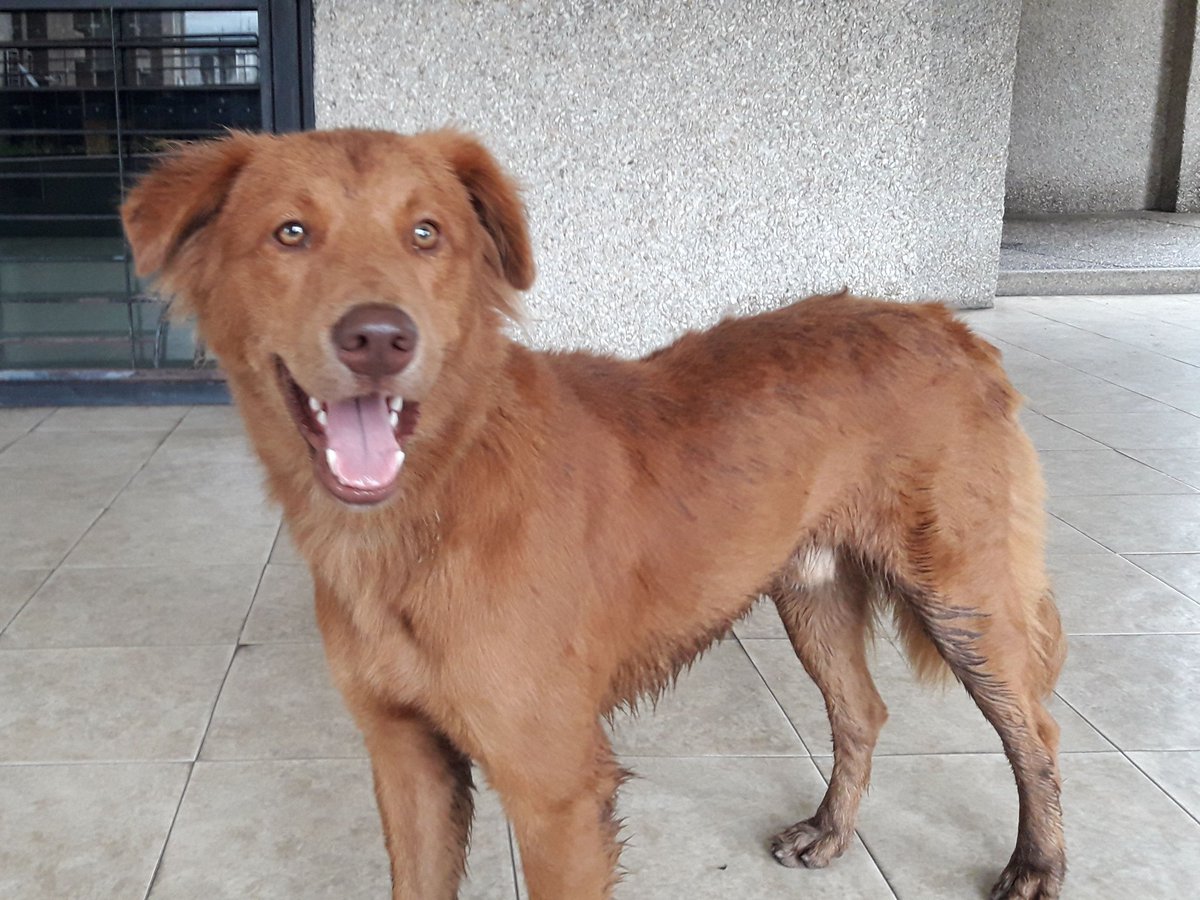 PerroUsuario's tweet image. #EXTRAVIADO RT @vrm64:  perrito en las residencias galería paraíso. En la india. Ccs. Parece perdido. Limpio. Dócil. Dientes limpios. No tiene placa de identificación solo un cordón rojo. Resguardado en la vigilancia.