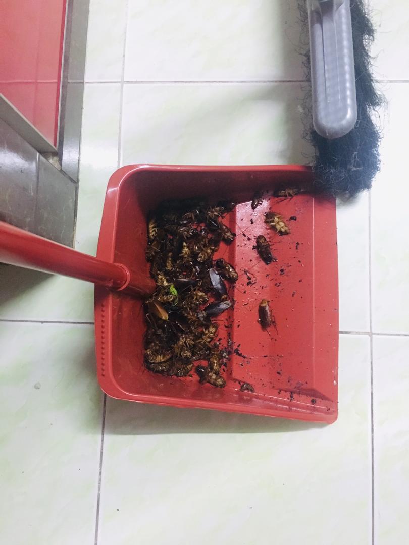 agentkillit's tweet image. Puas hati dapat feedback dari dropship kami. Lipas boleh buat panggang ni banyak gilaa weii. Ni hasil guna 1 botol, cust ckp klau guna 2 botol mesti bersih 1 rumah ahaha

Untuk order nnti boleh ws sy terus tau 😘

wasap.my/60194511416/or…