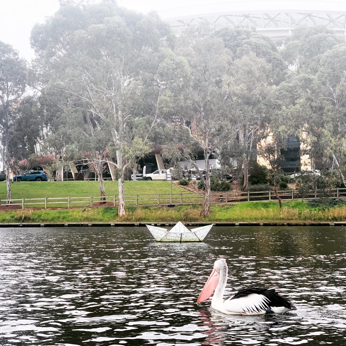 Daily Move. Good to see the pelicans were out. Have you moved today? #moveot #DailyMove #motivate