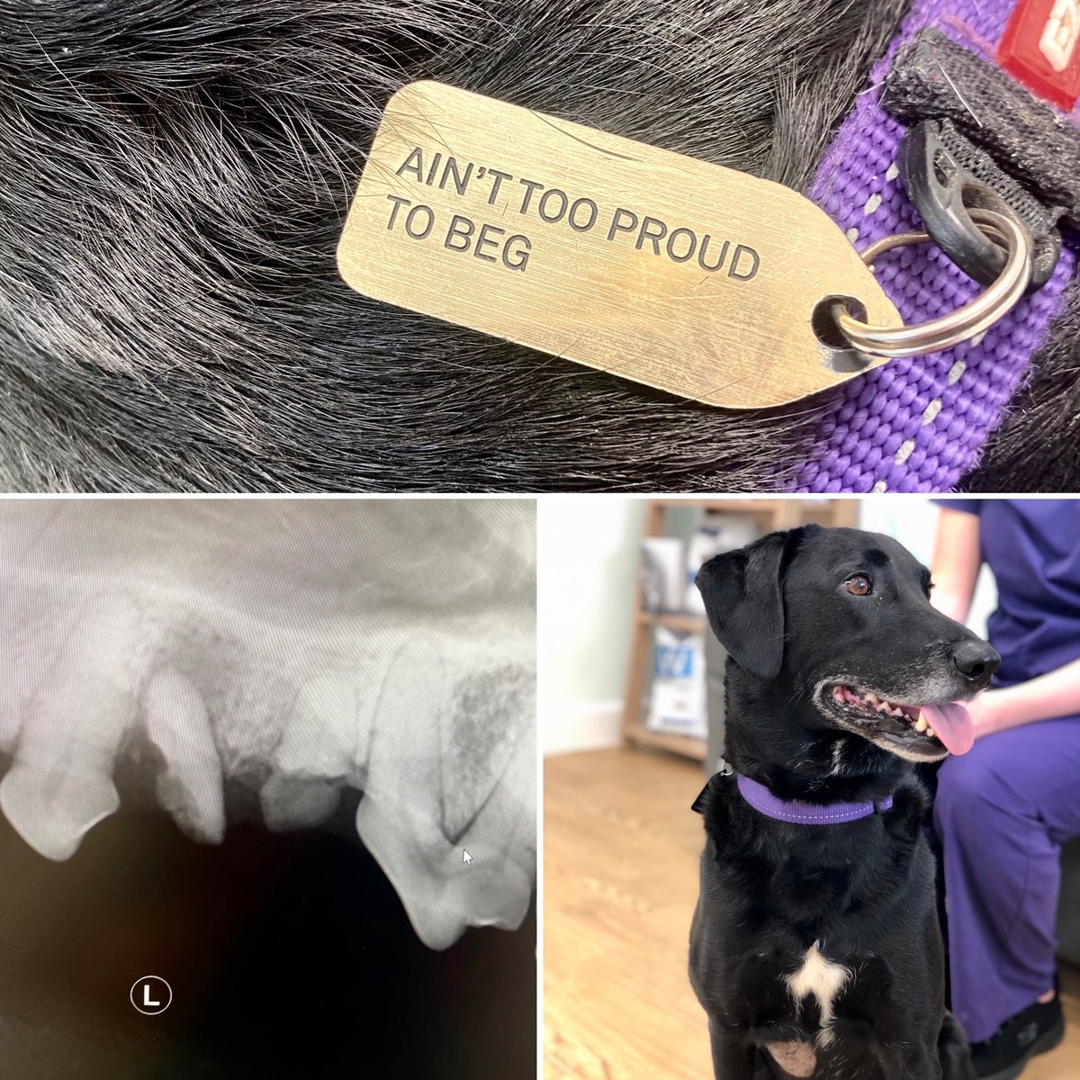 Handsome Eddie had not been feeling 100% recently and during a full clinical examination Claire found that he had fractured one of his teeth. So Eddie spent the day with us for dental work and cuddles.