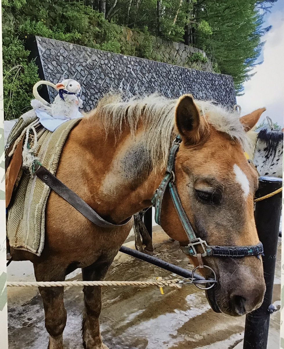 山田꒰՞ ܸ. . ܸ ՞꒱四畳半 tweet media