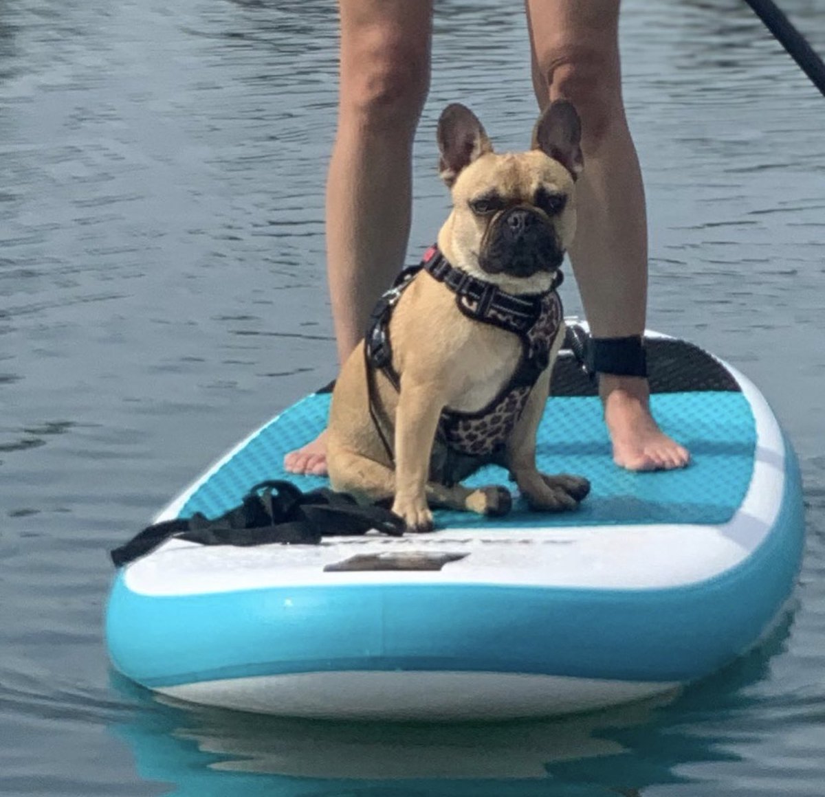 storm_fransebull met het Frenkiez reflective no pull lockable leopard tuig 🐆 ceesencoosshop.nl/merken-brands/…  #Ceesencoosshop #ceesencoos