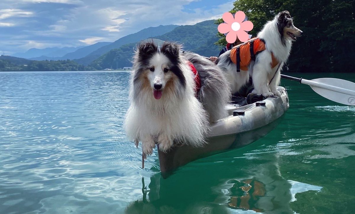 Charpowjoy's tweet photo. ジョイたろ〜♪今年初のスイミング。
静止画だと広い湖を余裕で泳ぐ犬に見える???
#sheltie #sheltielove #sheltiesofinstagram #青木湖 #湖上散歩 #kayakingdog #あそんちゅスタイルアドベンチャーズ #今年は出遅れた #シェルティーと遊ぶ #シェルティー #シェルティーとカヤック #2020summer https://t.co/aTRCsGwg9Y