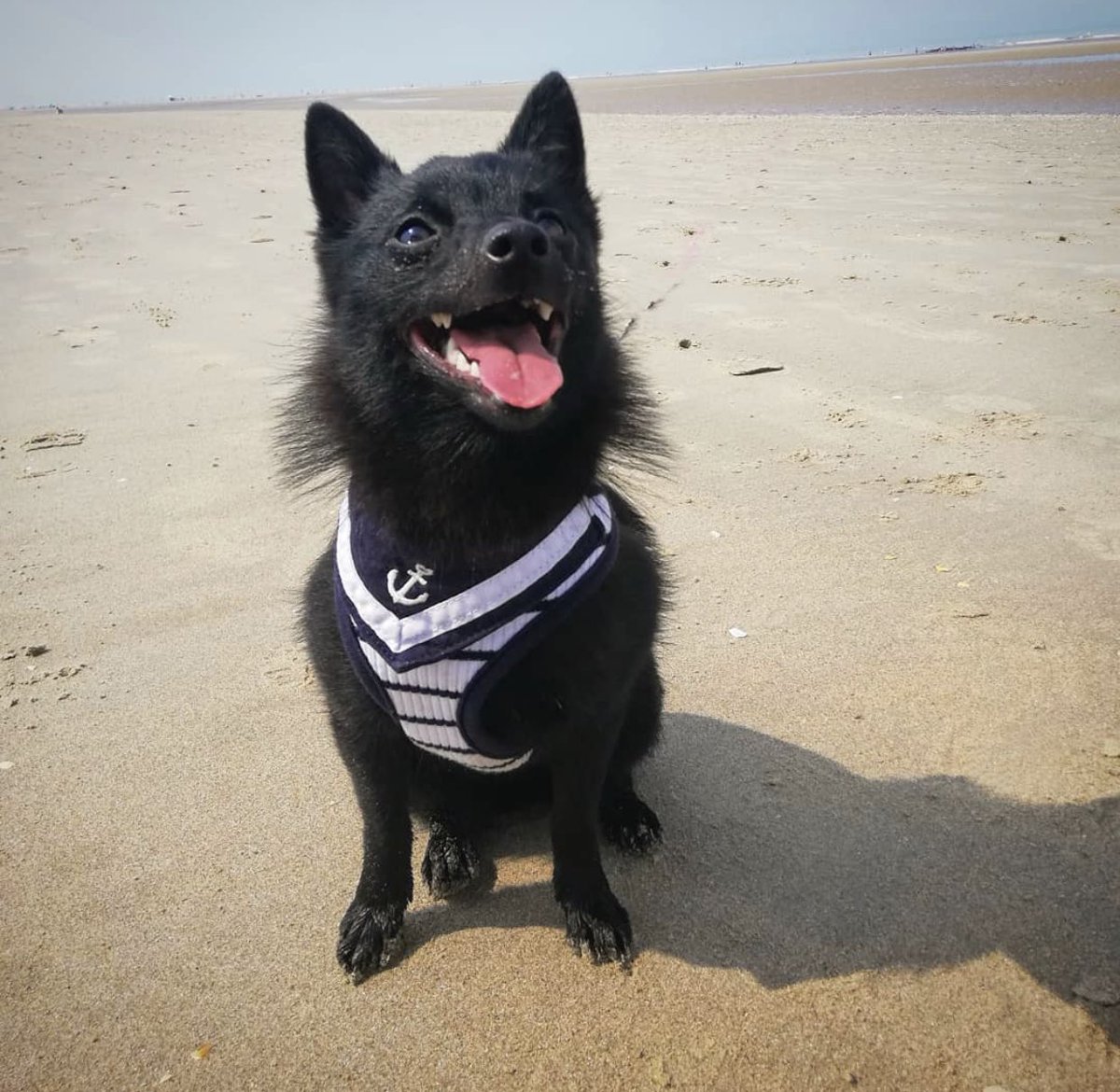 nele_schipperkemarie with the Pinkaholic Cordelia model A harness⚓️💙🤍 ceesencoosshop.nl