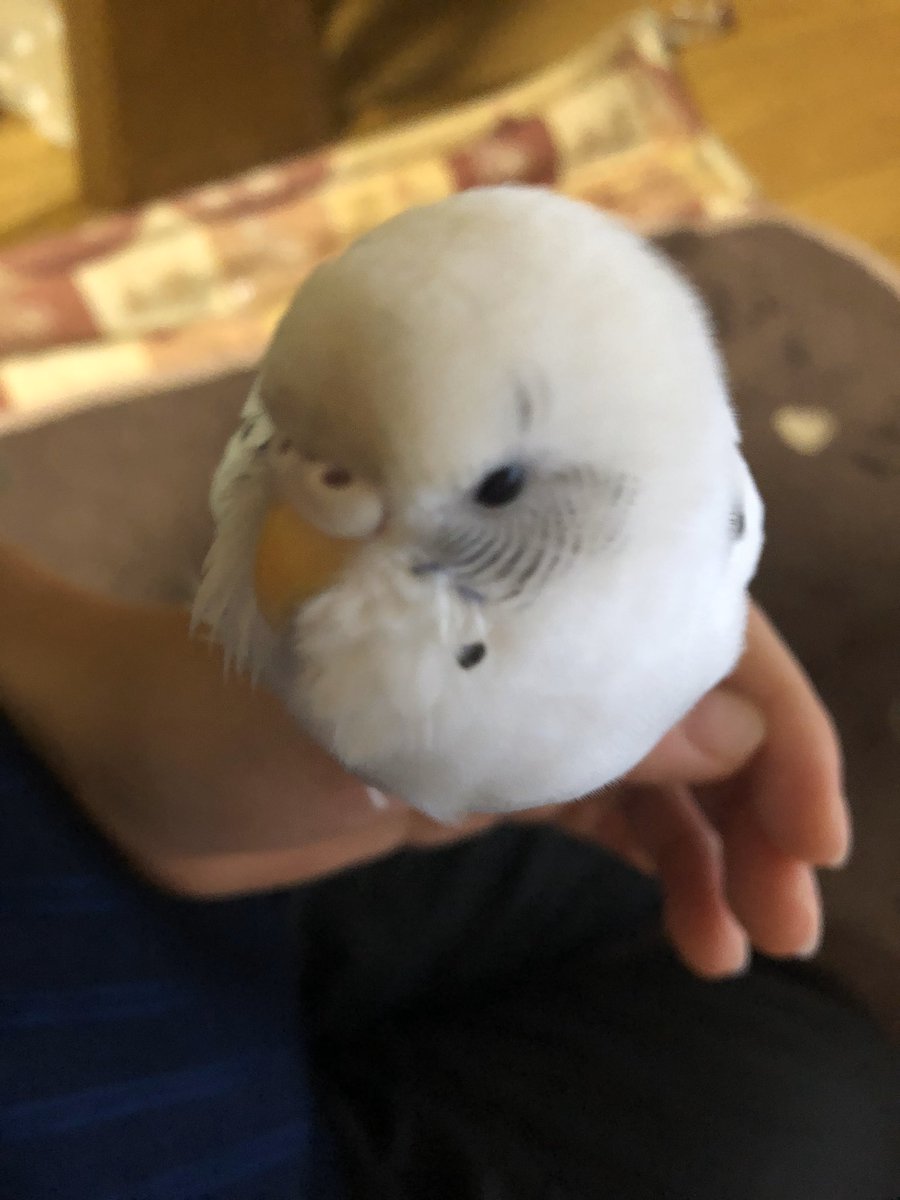 eou2j's tweet photo. セキセイインコのぴーちゃんが8/5に居なくなりました😢
とっても可愛がっていたので、一刻も早く会いたいです。
ささいな情報でもいただけると嬉しいです。
 #インコ #インコ迷子 #セキセイインコ #迷い鳥 #インコ保護 https://t.co/IKLxHU6ZDx