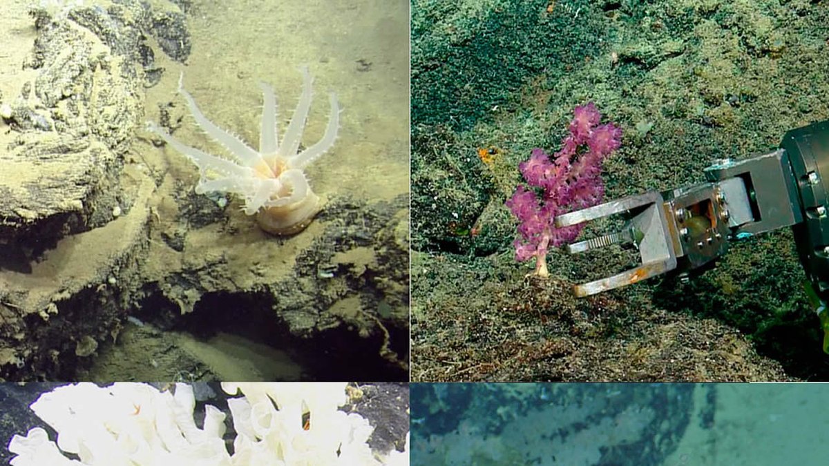 codigoocultocom's tweet photo. Hallan 30 nuevas especies de forma de vida en aguas profundas cerca de Galápagos https://t.co/JUNHn8JizC #Biodiversidad #BiologiaMarina #FormasDeVida #IslaGalapagos #Naturaleza #NuevasFormasDeVida #Oceano #VidaMarina #VidaSilvestre https://t.co/ax7WSJyNsE