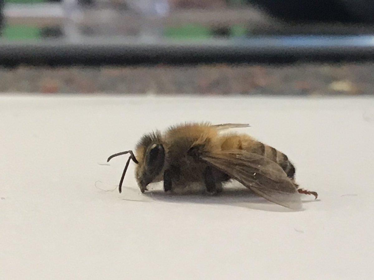 koru3bromley's tweet photo. We’re quickly becoming bee experts in Koru 3! Last week we focused on bee anatomy  in reading and writing. We observed bee specimens with a microscope and magnifying glasses. We’re starting to showcase what we’ve learned on our fact wall!#bromleyschoolnz #TamaiCoL #savethebees https://t.co/tqDzqcJJvr