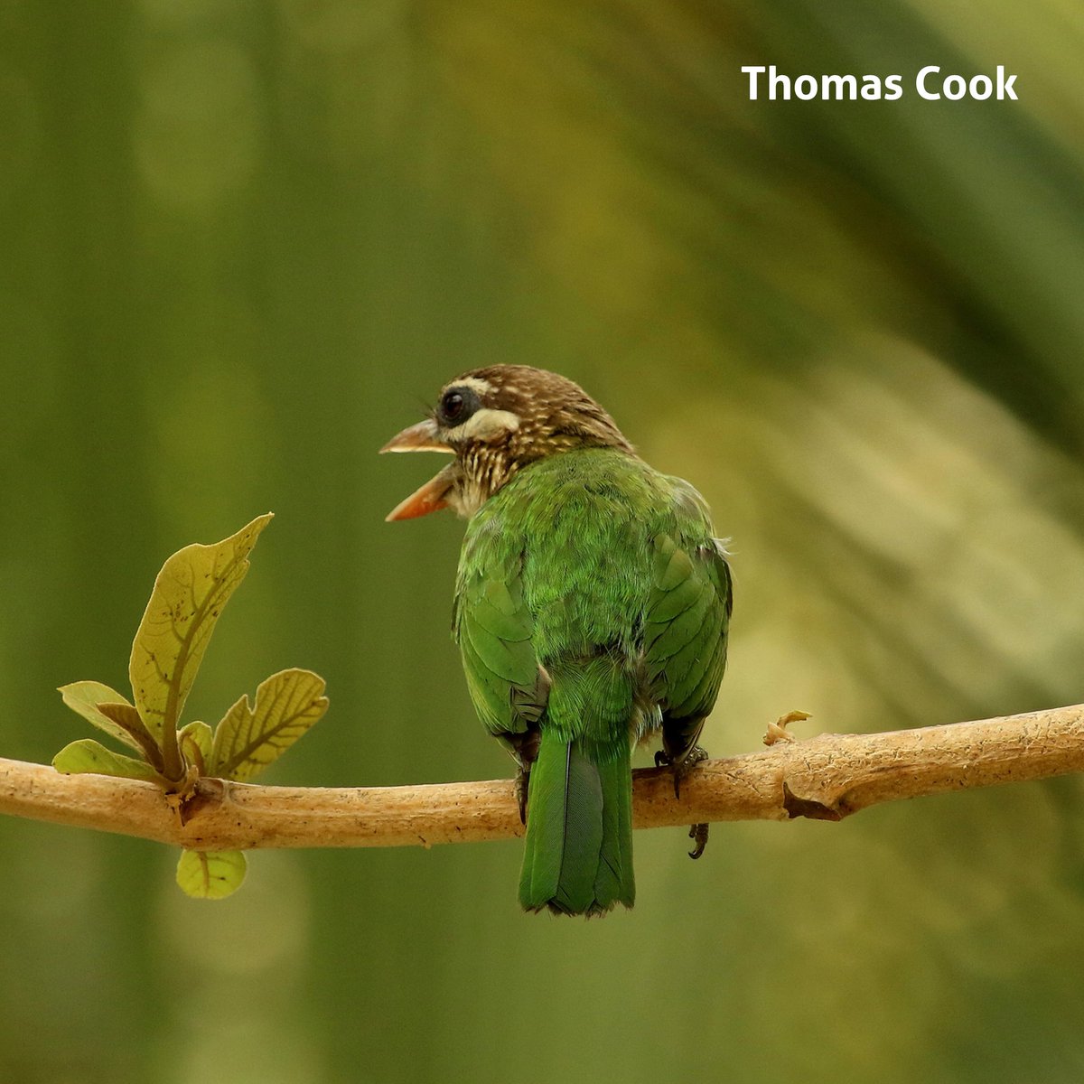 tcookin's tweet photo. Karnataka’s forests teem with life and is home to a healthy population of tigers and elephants. Kabini has a lot to offer right from the Jungle Safari, boating to trekking in Nagarhole Forest. To book Click here https://t.co/cwO15cpjuF
@madhavanmenon55
#kabini #ThomascookIndia https://t.co/rCXeIscEPt