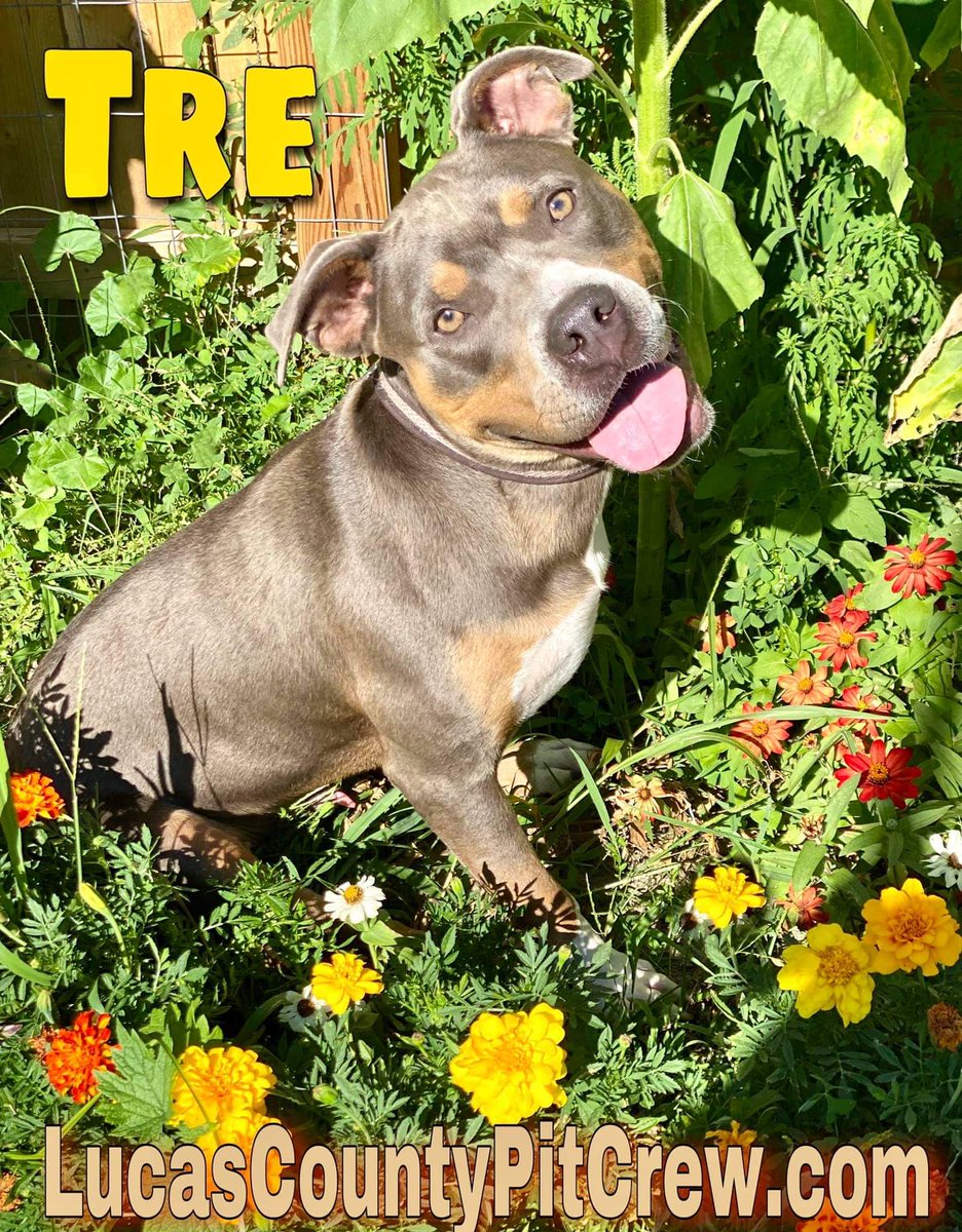 LCPitCrew's tweet image. ADOPT