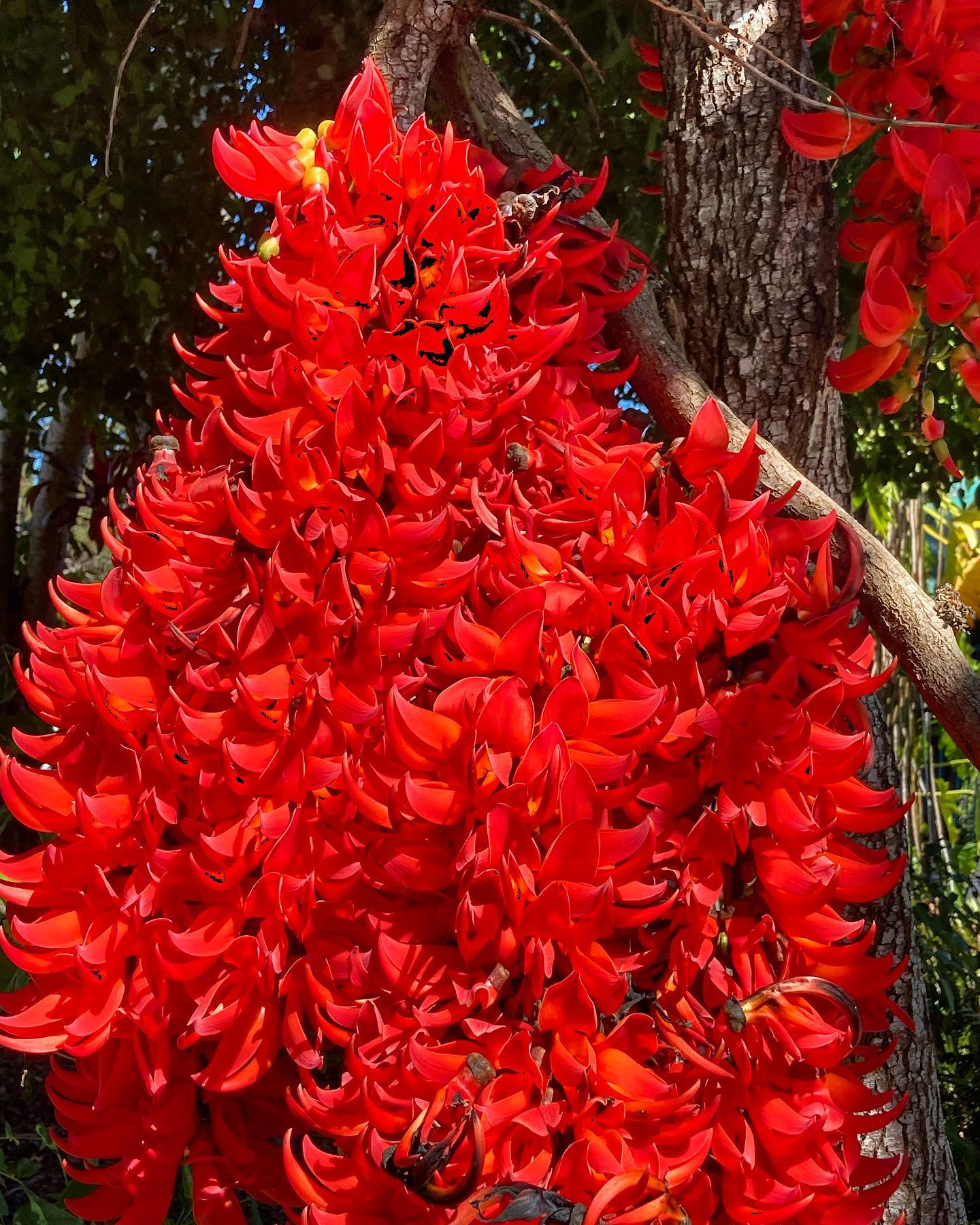 Red jade online vine