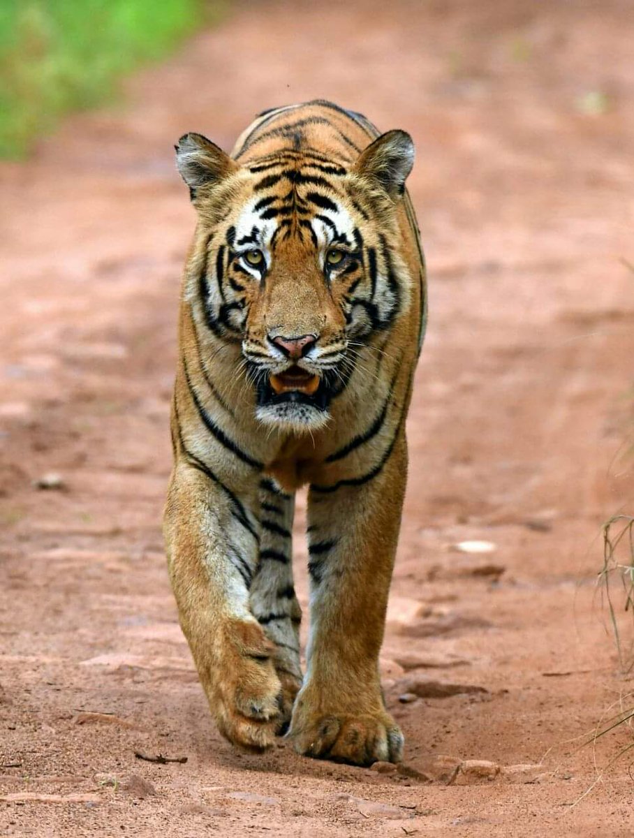 rkvyas's tweet photo. #Ranthambhore #Macchli Remembering Macchli the legendary tigeress on death anniversary today. 
May her soul rest in peace 🌺 🐯🌳🐅🌴 https://t.co/5usRGwi3yt