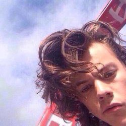 harry styles as cats: a cute and necessary thread