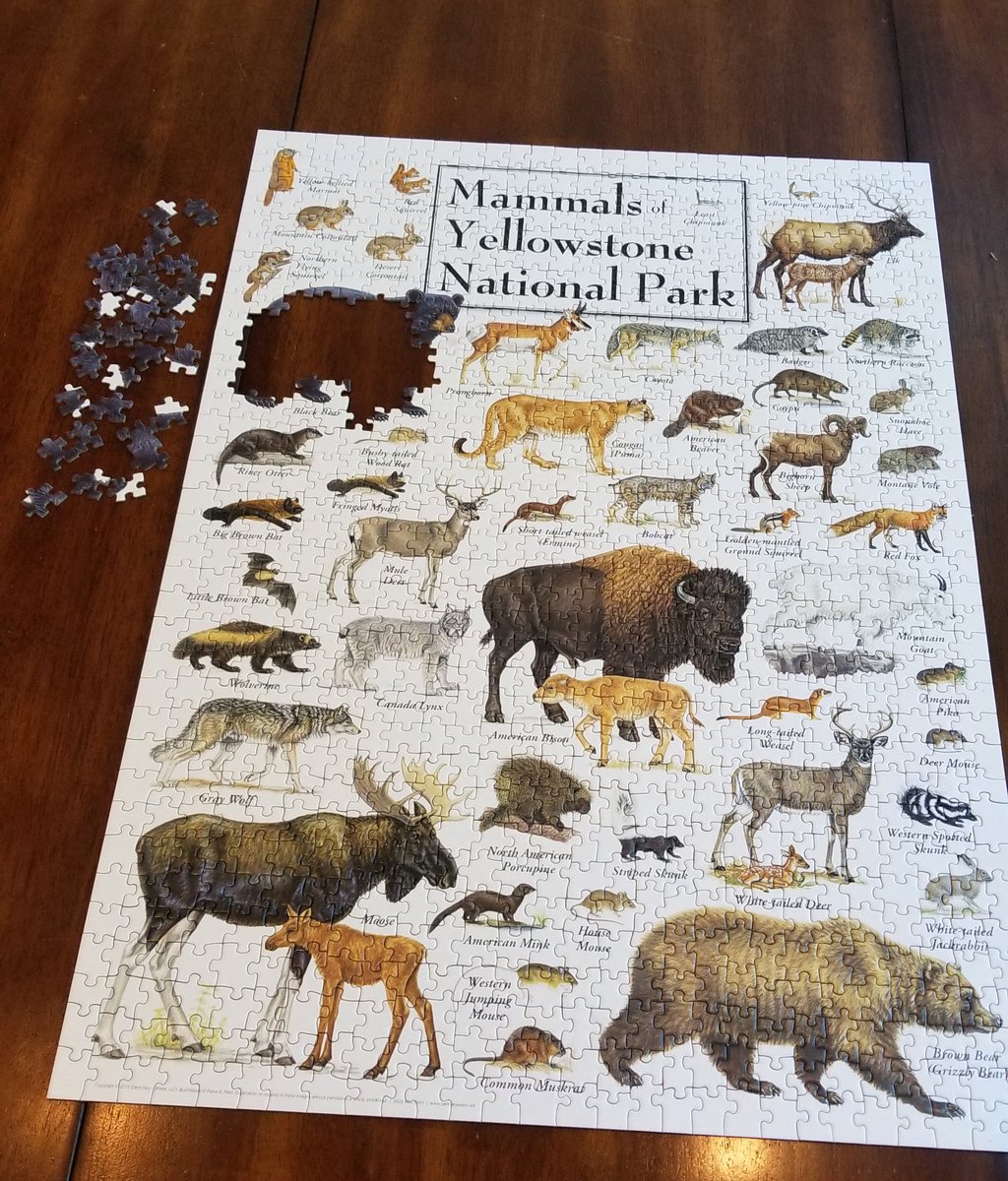 Mammals_Suck's tweet photo. My mom really like bears so I left her the Black Bear to finish off the puzzle. #KnockKnockWhoseBear #Janets https://t.co/xG201Czgpv