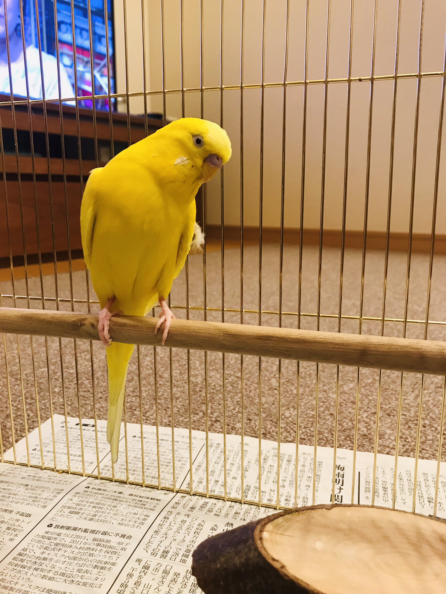 ルチノーレモン Torinosuke09 Twitter