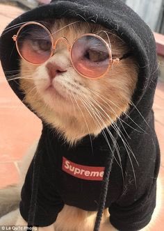 harry styles as cats: a cute and necessary thread