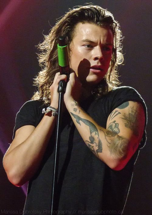 harry styles as cats: a cute and necessary thread