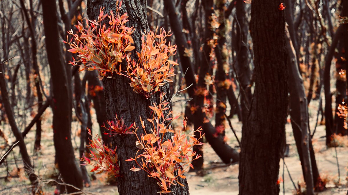 Through the #victorianbushfireappeal, we’ve distributed an additional $1.4m to five Victorian charities. 

✅ Centre Against Violence 
✅ Gateway Health 
✅ Gippsland Lakes Complete Health 
✅ BlazeAid 
✅ Albury Wodonga Regional FoodShare 

More info 👉 bit.ly/2XSVZSP