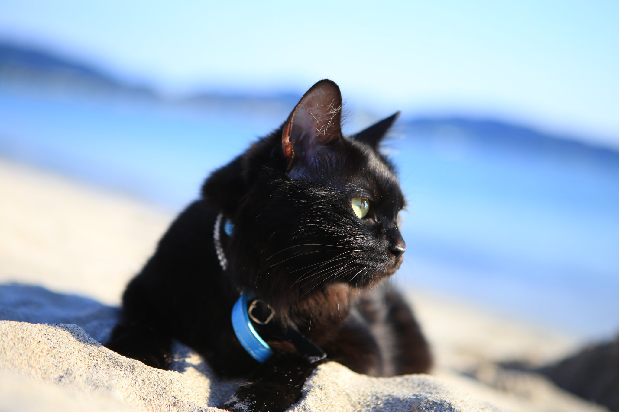 Kyo 海と黒猫 海 ビーチ Beach 美保湾 美保湾展望ビーチ 鳥取 鳥取県 鳥取県境港市 境港市 境港 黒猫 猫 朔旅 Cat Blackcat Canon Eos6d Canoneos6d 瀬戸内カメラガールズ T Co Ngxfrugr1t Twitter