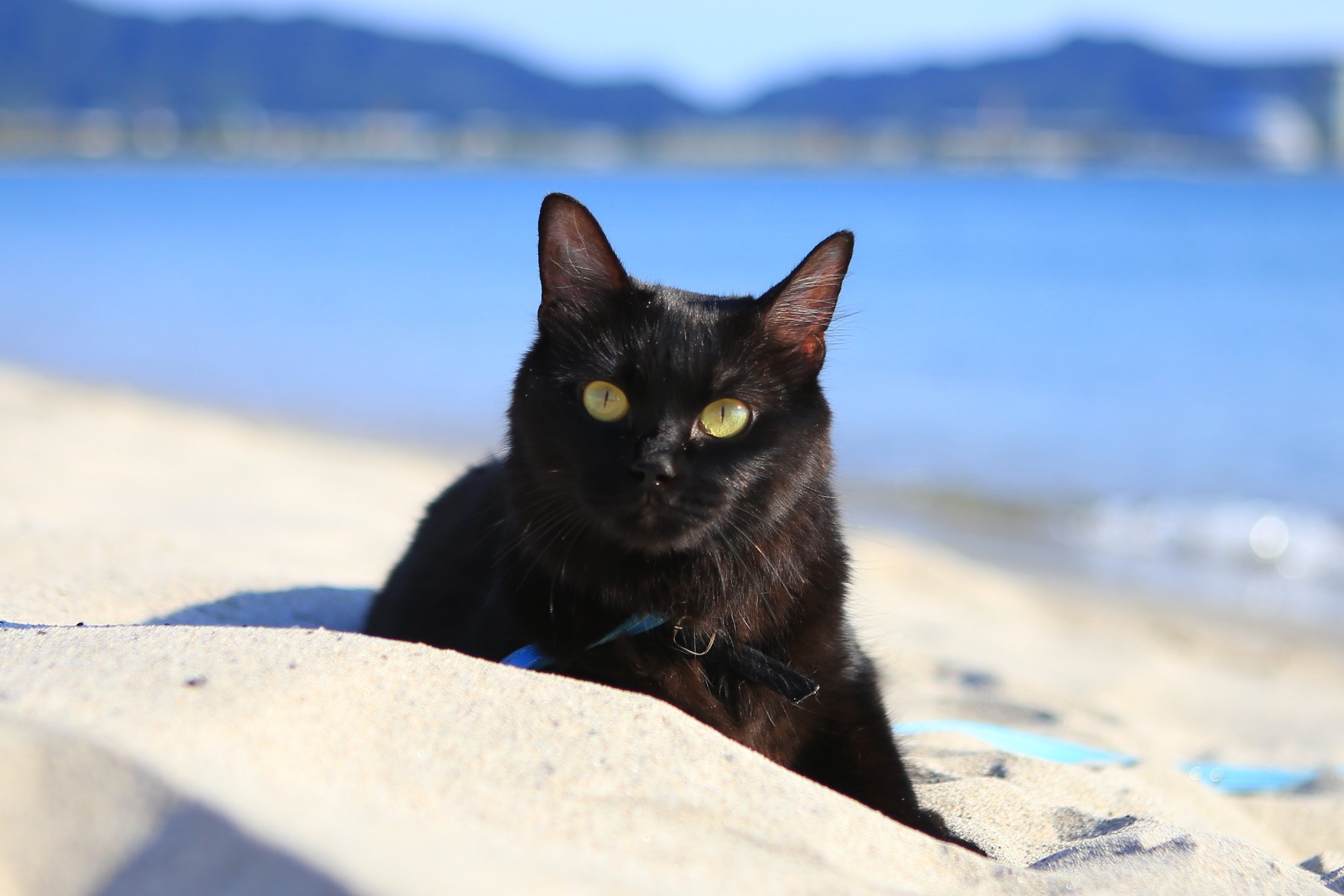 Kyo 海と黒猫 海 ビーチ Beach 美保湾 美保湾展望ビーチ 鳥取 鳥取県 鳥取県境港市 境港市 境港 黒猫 猫 朔旅 Cat Blackcat Canon Eos6d Canoneos6d 瀬戸内カメラガールズ T Co Ngxfrugr1t Twitter
