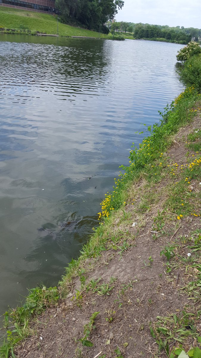 Believe it or not, there are many carp that live in Brush Creek!